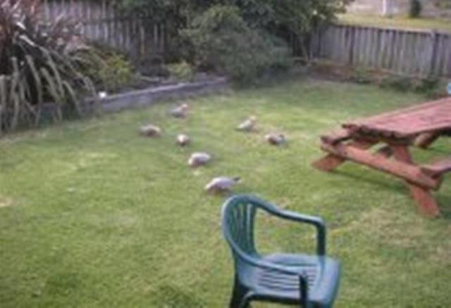 Apollo Bay Backpackers Lodge Exterior foto